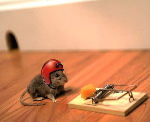 un soricel cu o capcana